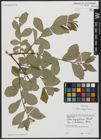 Foto von Salix aegyptiaca L.
